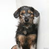 Bacca D172233