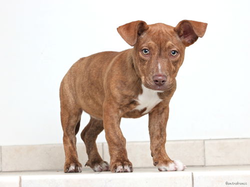 Bailey D172311