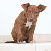 Bailey D172311