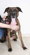 Nala D180046