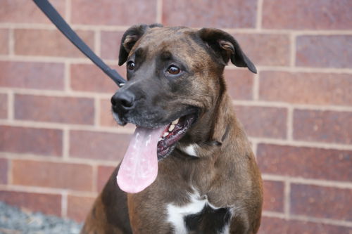 Nala D180046