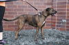 Nala D180046