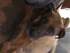 Nala D180046