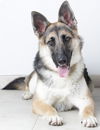 Keisha D180149