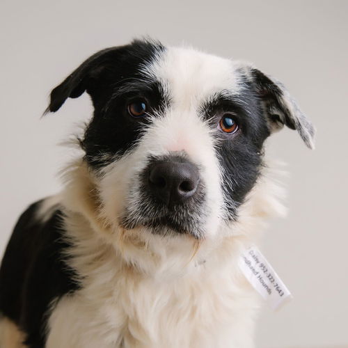 Daisy D180244
