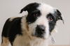 Daisy D180244
