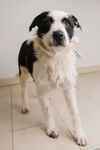 Daisy D180244