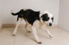Daisy D180244