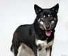 Bailey D180270
