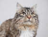 Jaccpurrlin C180073