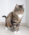 Jaccpurrlin C180073