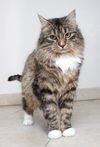 Jaccpurrlin C180073