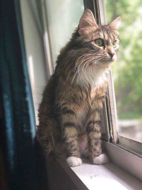 Jaccpurrlin C180073
