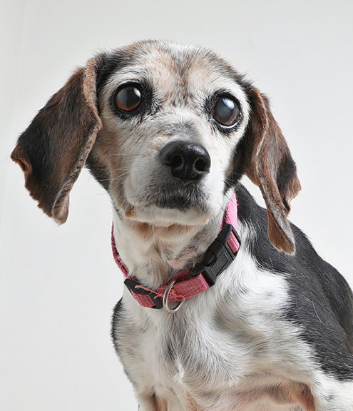 Daisy D180559