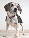 Daisy D180559