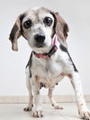 Daisy D180559