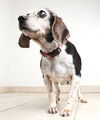 Daisy D180559