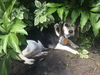 Daisy D180559