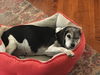 Daisy D180559
