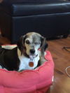 Daisy D180559
