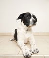 Daisy D180629
