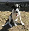 Daisy D180629