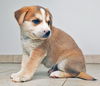 Balto D180769