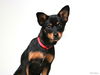 Dafina *Special Needs* D180890