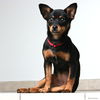 Dafina *Special Needs* D180890