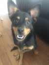 Dafina *Special Needs* D180890