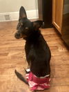 Dafina *Special Needs* D180890