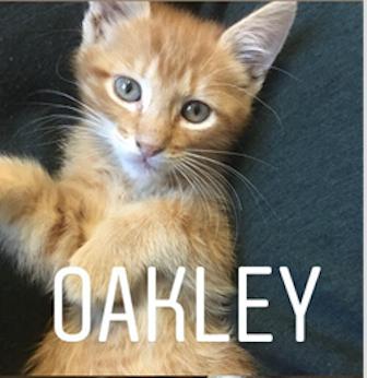 Oakley C180250