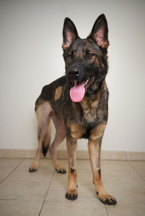 Bailey D181237