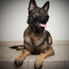 Bailey D181237