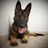 Bailey D181237