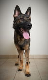 Bailey D181237