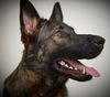 Bailey D181237