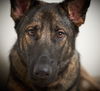 Bailey D181237