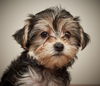 Daisy D181305