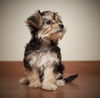 Daisy D181305