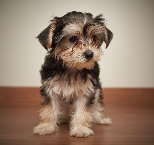 Daisy D181305