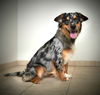 Bailey D181316