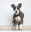 Baby Blue D181355