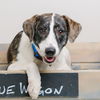 Daisy D181478