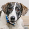 Daisy D181478