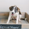 Daisy D181478