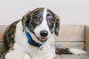 Daisy D181478