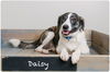 Daisy D181478