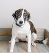 Daisy D181478