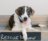 Daisy D181478